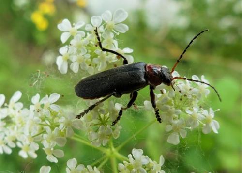 Réf. 230 926 : Cantharis rustica